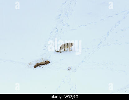 Gray fantasma di Himalaya (Snow Leopard), uccidere e mangiare un Ibex, altamente camoflaged nascondendo animale in montagna, in estreme condizioni climatiche Foto Stock