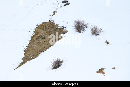 Gray fantasma di Himalaya (Snow Leopard), uccidere e mangiare un Ibex, altamente camoflaged nascondendo animale in montagna, in estreme condizioni climatiche Foto Stock