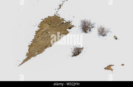 Gray fantasma di Himalaya (Snow Leopard), uccidere e mangiare un Ibex, altamente camoflaged nascondendo animale in montagna, in estreme condizioni climatiche Foto Stock