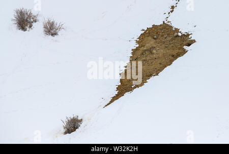 Gray fantasma di Himalaya (Snow Leopard), uccidere e mangiare un Ibex, altamente camoflaged nascondendo animale in montagna, in estreme condizioni climatiche Foto Stock