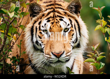 In prossimità della testa di una tigre Foto Stock