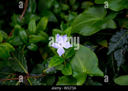 Un piccolo fiore solitario in un mare di verde Foto Stock