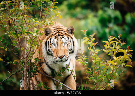 Tiger tra i rami di un albero guardando la telecamera Foto Stock