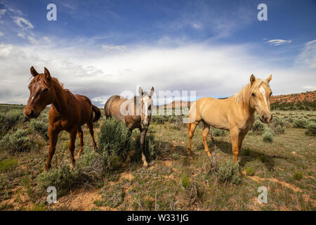 Cavalli selvaggi a Vermiglio scogliere monumento nazionale, Arizona, Stati Uniti d'America Foto Stock