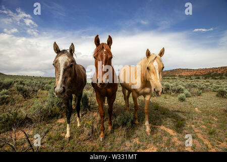 Cavalli selvaggi a Vermiglio scogliere monumento nazionale, Arizona, Stati Uniti d'America Foto Stock