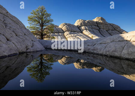 Tasca bianco in Vermillion Cliffs National Monument, Arizona, Stati Uniti d'America Foto Stock