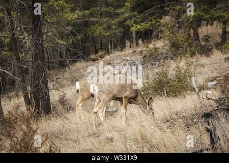 Bella selvaggia coda bianca Deer in un campo primaverile ad est della columbia britannica. Foto Stock