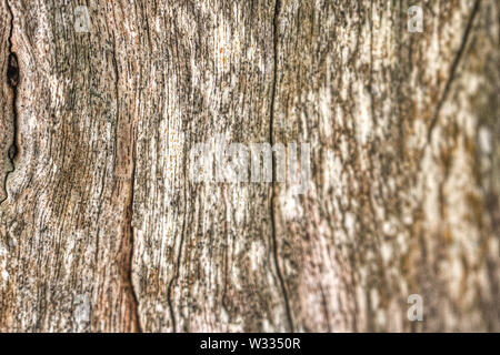 Questa unica foto mostra la struttura in legno di una corteccia di albero. Questa foto è stata scattata su un isola delle Maldive Foto Stock