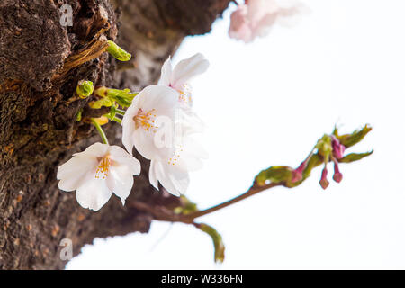 Bella la fioritura dei ciliegi, albero in fiore in primavera tempo 016 Foto Stock