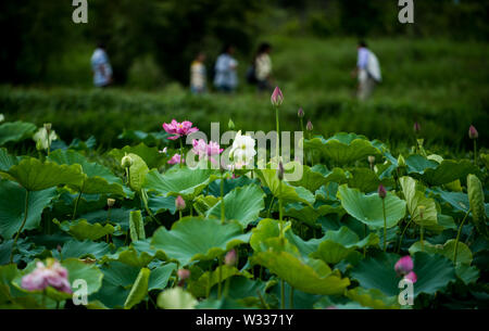 Qiubei cinese della provincia dello Yunnan. 11 Luglio, 2019. Visitatori visualizza i fiori di loto presso il National Puzhehei wetland park in Qiubei County, a sud-ovest della Cina di Provincia di Yunnan, luglio 11, 2019. Credito: Jiang Wenyao/Xinhua/Alamy Live News Foto Stock