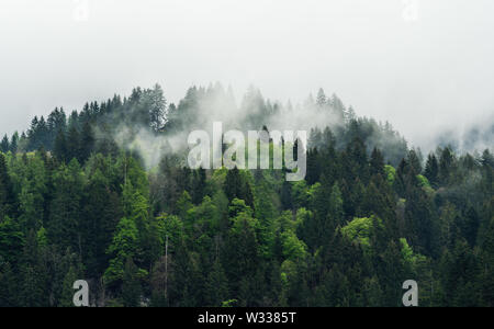 Brumoso paesaggio con foreste di pini al mattino Foto Stock