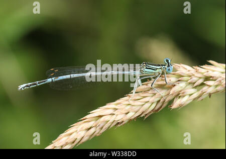 Un bel maschio bianco-gambe, Damselfly Platycnemis pennipes, appollaiate su un seme di erba di testa. Foto Stock