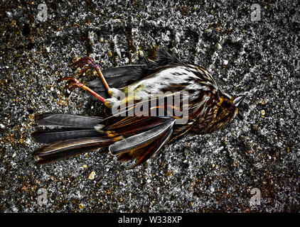 Un uccello morto giace a terra Foto Stock