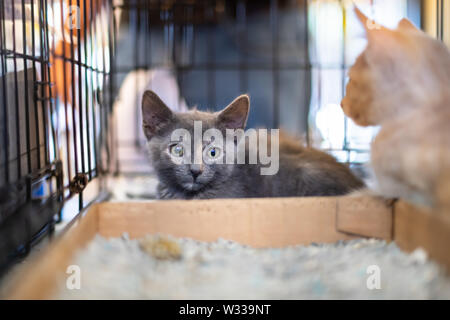 Closeup ritratto di due grigio e zenzero gattini, domestici randagi gatti abbandonati in gabbia rifugio in attesa di adozione dietro le sbarre Foto Stock