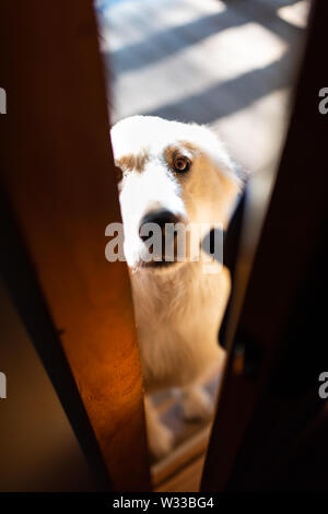 Primo piano della grande bianco pirenei cane spiata attraverso casa o casa porta, chiedendo a mendicare per arrivare all'interno Foto Stock