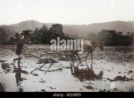 [ 1900 Giappone - Contadino arando un campo di riso ] - La coltivazione del riso in Giappone: un agricoltore ara il suo campo. Questa immagine proviene da "Il Riso in Giappone", pubblicato nel 1907 (Meiji 40) da Kobe basato fotografo Teijiro Takagi. 1 del 19 xx secolo collotipia vintage print. Foto Stock