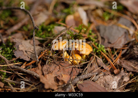 Giallo, materie finferli crescente nella fitta foresta. Close-up. Foto Stock