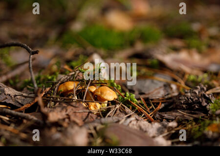 Giallo, materie finferli crescente nella fitta foresta. Close-up. Foto Stock