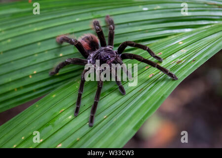 Golia Birdeater (Theraphosa blondi) nella giungla amazzonica del Perù Foto Stock