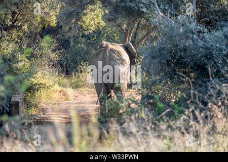 Elefante africano a piedi giù per una strada sterrata, Parco Nazionale di Pilanesberg Foto Stock