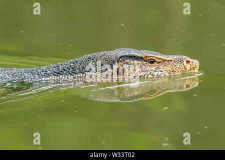 Asian monitor acqua lizard nuotare nel fiume Foto Stock