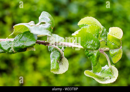 Afidi, parassiti di fiori e alberi da frutto Foto Stock