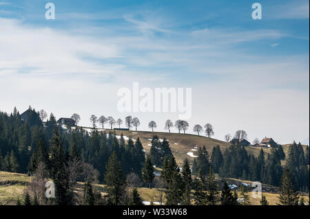 Fila di alberi su un colle di Emmental Foto Stock