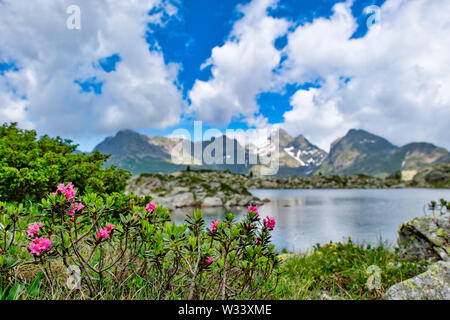 Rododendri vicino lago di montagna nella valle Brembana. Bergamo. Italia Foto Stock