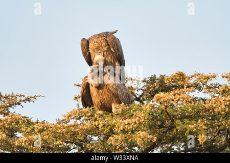 African white-backed vulture (Gyps africanus), coniugata coppia Foto Stock