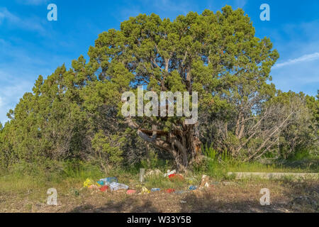 Rocce Sotto tall lussureggianti tress contro vibrant blue sky in una giornata di sole. Le pietre irregolari in questa foresta sono dipinte con diversi colori luminosi. Foto Stock