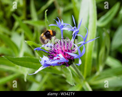 Solitario Bumblebee che si snodano su un fiore di montagna blu, Centaurea cyanus in tarda primavera. Foto Stock