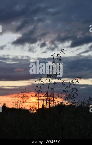 Tramonto sul flat suffolk campi con alcuni alberi in lontananza, viola scuro nuvole e un bello e caldo bagliore arancione nel cielo. Foto Stock