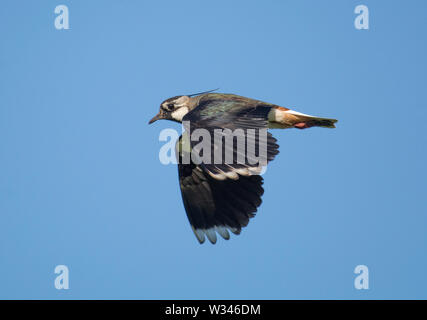 Pavoncella, Vanellus vanellus, in volo, contro il cielo blu in una giornata di sole, Lancashire, Regno Unito Foto Stock