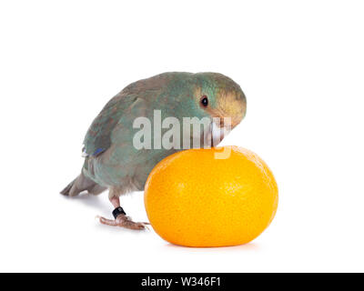 Curioso il turchese Kakariki uccello lato permanente modi giocando con un mandarino, guardando la fotocamera. Isolato su sfondo bianco. Foto Stock