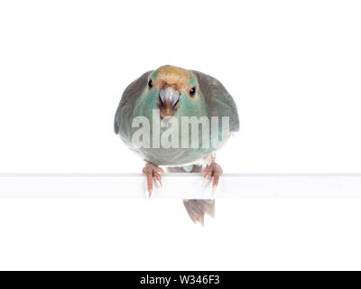 Curioso il turchese Kakariki bird seduto su asta bianca, guardando la telecamera piegando verso l'obiettivo. Isolato su sfondo bianco. Foto Stock