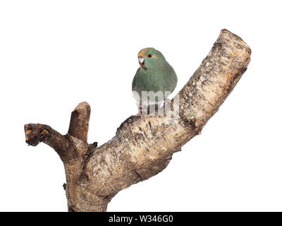 Curioso il turchese Kakariki bird seduto sul pezzo di legno, guardando la fotocamera con graziosi inclinazione testata. Isolato su sfondo bianco. Foto Stock