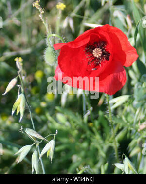 South Downs al di sopra di Chichester Foto Stock