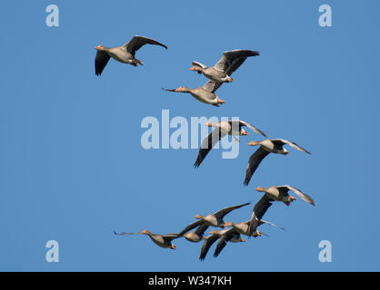 Gregge di rosa-footed Oche, Anser brachyrhynchus, in volo, Lancashire, Regno Unito Foto Stock