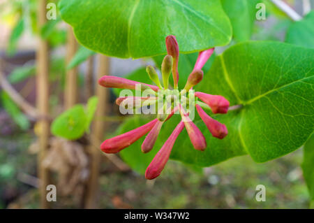 Inizio della primavera tromba caprifoglio fiori germogliando nel Nord America orientale Foto Stock