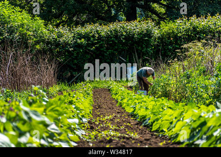 Batheaston, Somerset, Regno Unito. 12 luglio 2019. Un uomo raccoglie i piselli su piccola azienda azienda agricola nelle colline sopra il villaggio. Essi saranno venduti in Chris ricca's Farm Shop. Credito: Richard Wayman/Alamy Live News Foto Stock