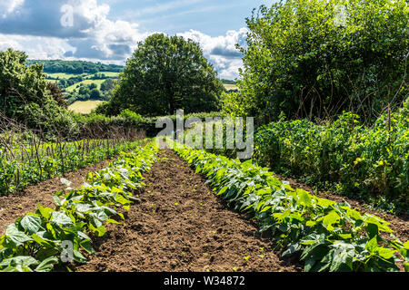 Batheaston, Somerset, Regno Unito. 12 luglio 2019. Un uomo raccoglie i piselli su piccola azienda azienda agricola nelle colline sopra il villaggio. Essi saranno venduti in Chris ricca's Farm Shop. Credito: Richard Wayman/Alamy Live News Foto Stock