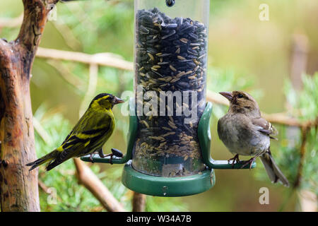 Un maschio lucherino (Carduelis spinus) finch e una femmina (fringuello Fringilla coelebs) su un giardino degli uccelli alimentatore di sementi in una foresta di pini. La Scozia, Regno Unito, Gran Bretagna Foto Stock