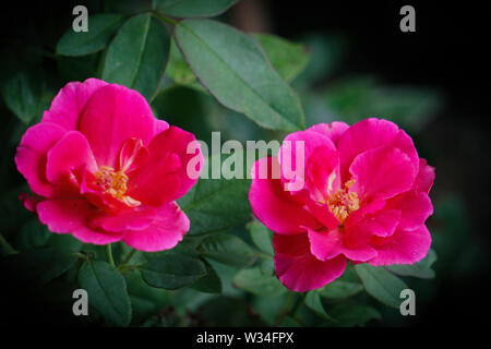 Cina rosa rosa crescente vivaio, poco rosa rosa, fiore rosa Foto Stock