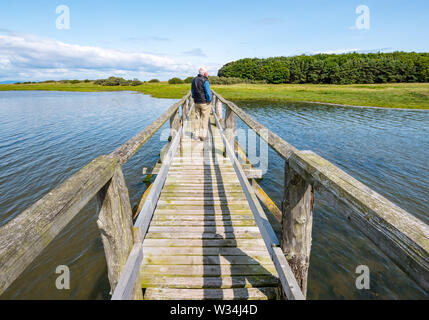 A Aberlady natura costiera riserva, East Lothian, Scozia, Regno Unito, 12 luglio 2019. Meteo REGNO UNITO: a piedi nella riserva naturale in una giornata di sole. Un anziano uomo cammina attraverso la passerella in legno che conduce alla riserva con caprioli pascolare in background Foto Stock