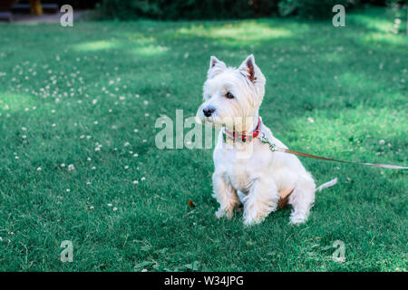 Carino West Highland White Terrier con un colletto rosso seduto sull'erba verde, sfondo naturale. Foto Stock