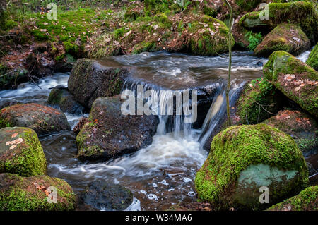 Una piccola cascata su rocce di muschio a Wyming Brook Gorge nella periferia di Sheffield South Yorkshire. Foto Stock