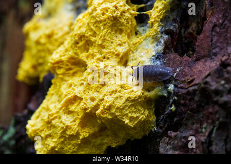 Comune woodlouse ruvida mangiare uova strapazzate limo, un fango giallo stampo. Foto Stock