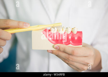 Donna dentista che mostra su un modello a ganascia come pulire i denti con spazzolino da denti correttamente Foto Stock