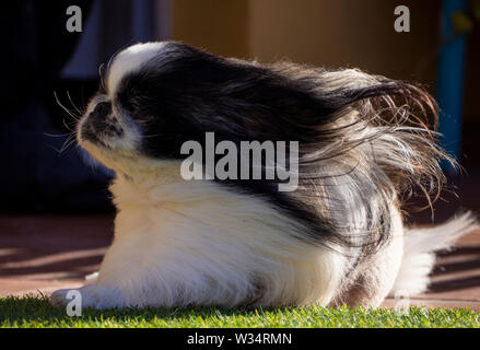 Dog pekingese al vento Foto Stock