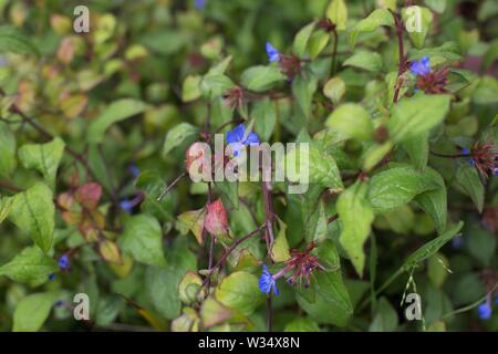 Ceratostigma willmottianum 'Plumbago cinese " pianta flowering. Foto Stock